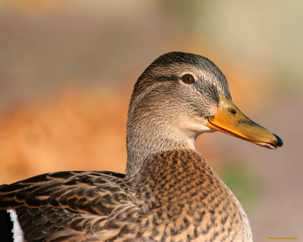 животные, утки