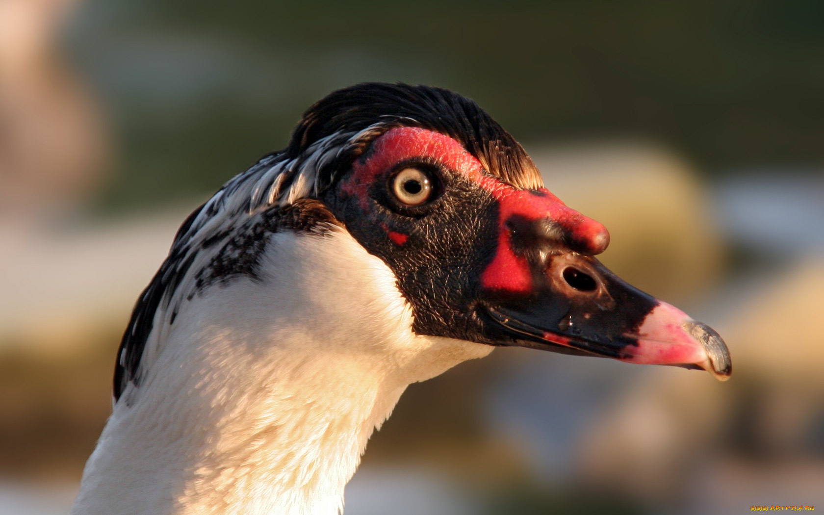 животные, гуси