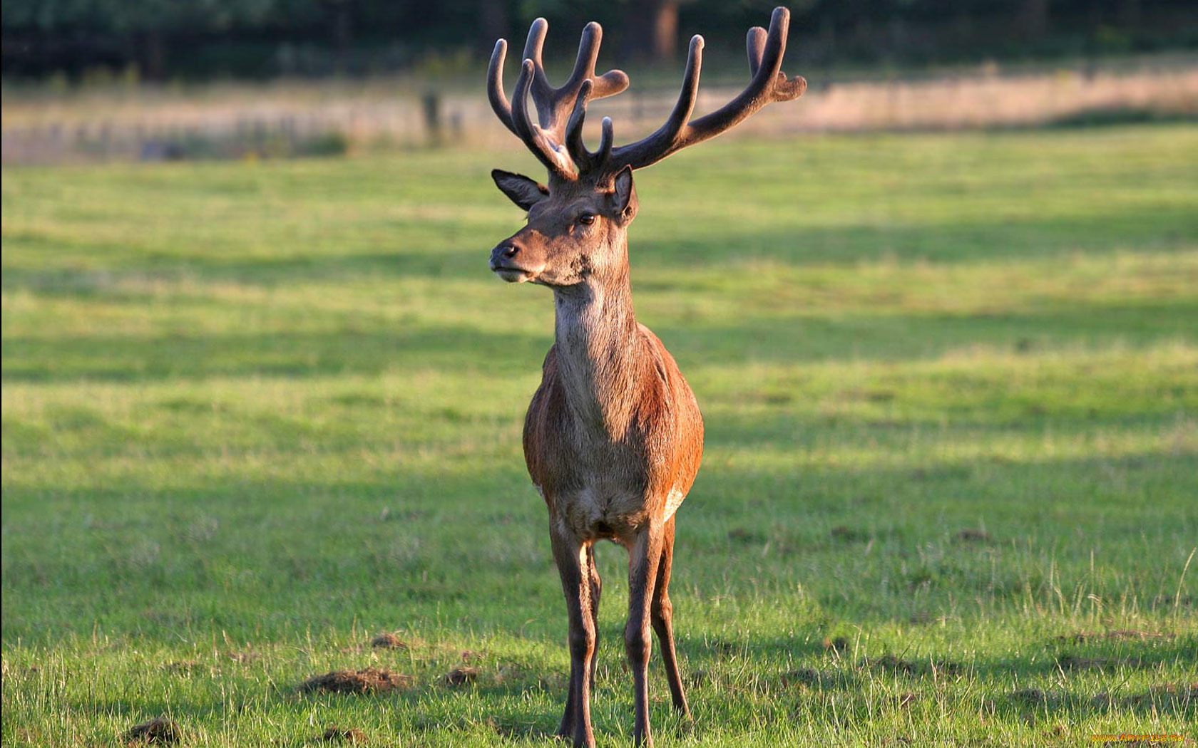 животные, олени