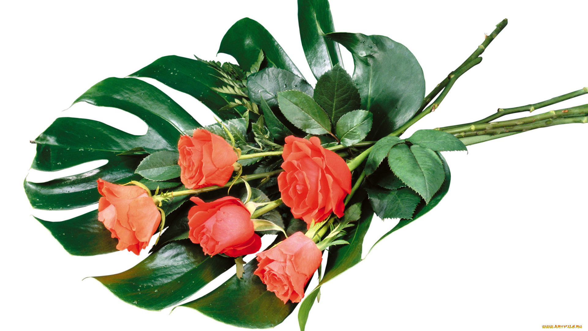 цветы, розы