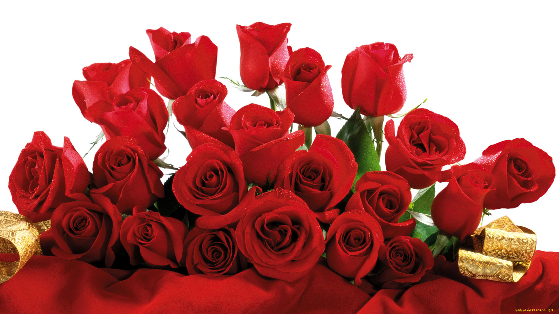 цветы, розы