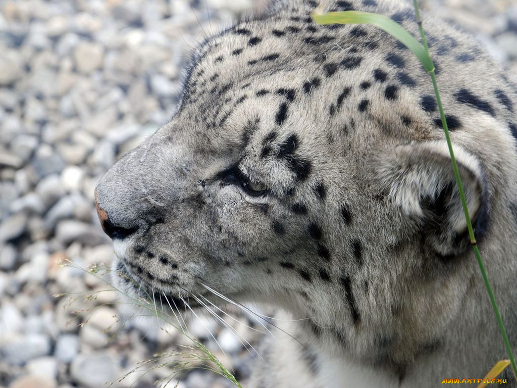 животные, снежный, барс, ирбис
