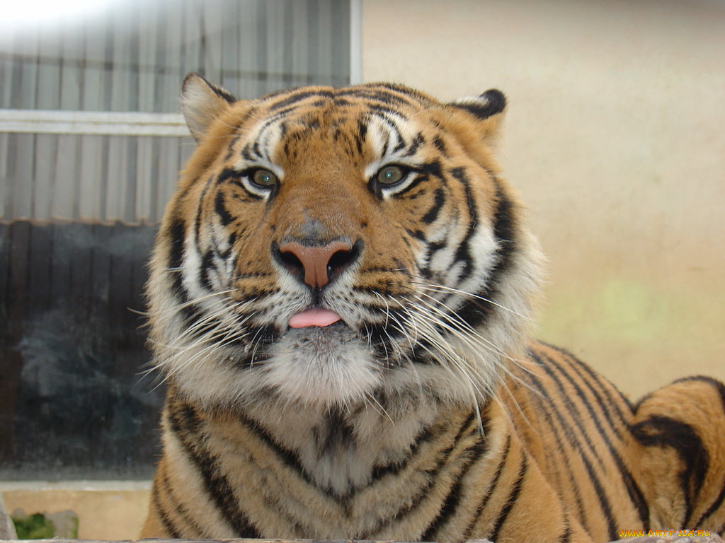 животные, тигры