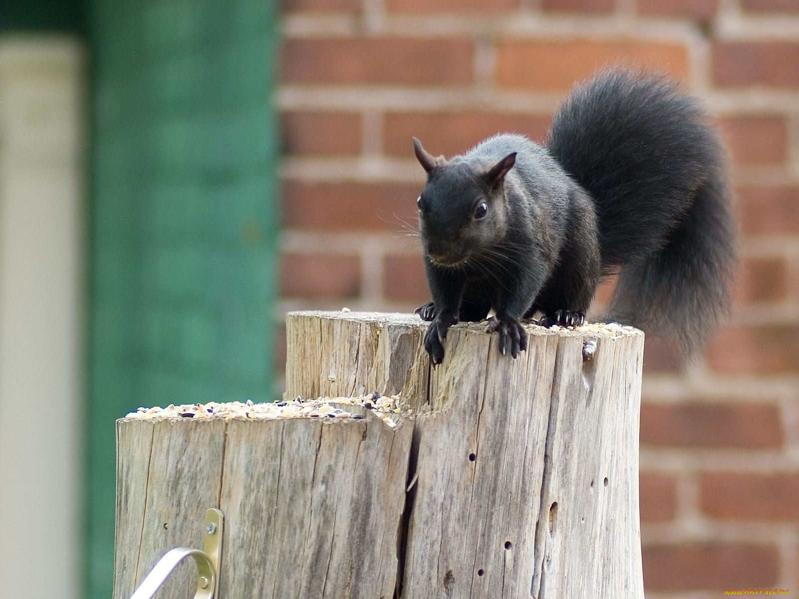 животные, белки