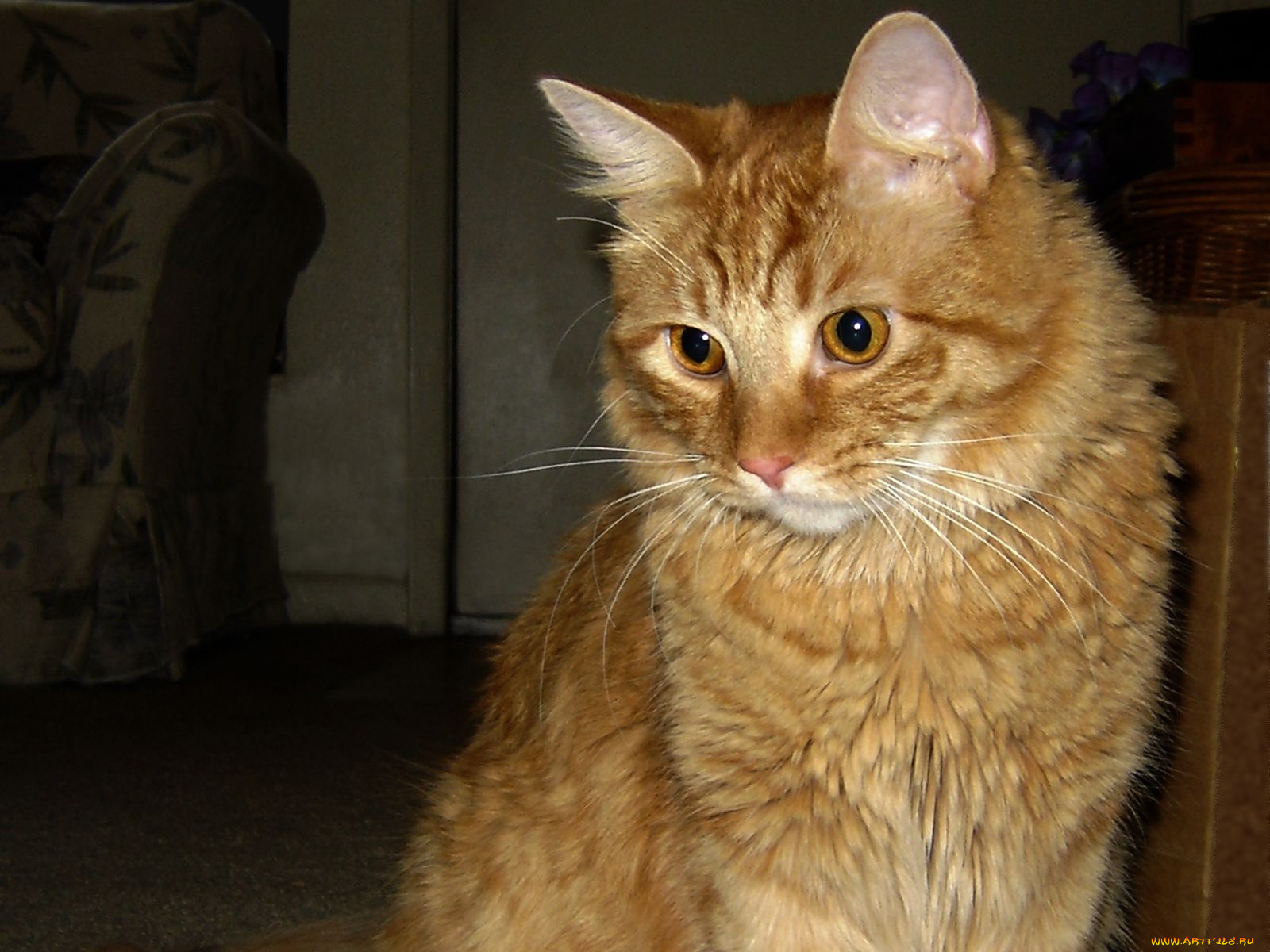 животные, коты