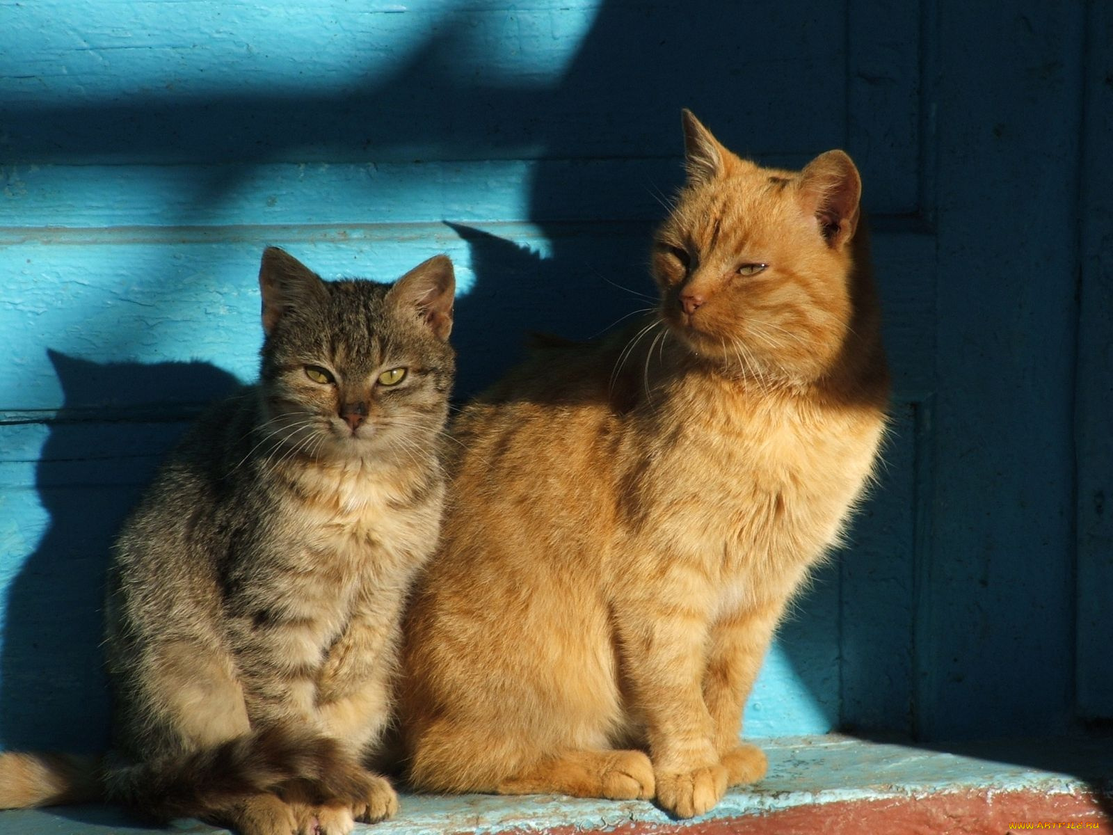 животные, коты