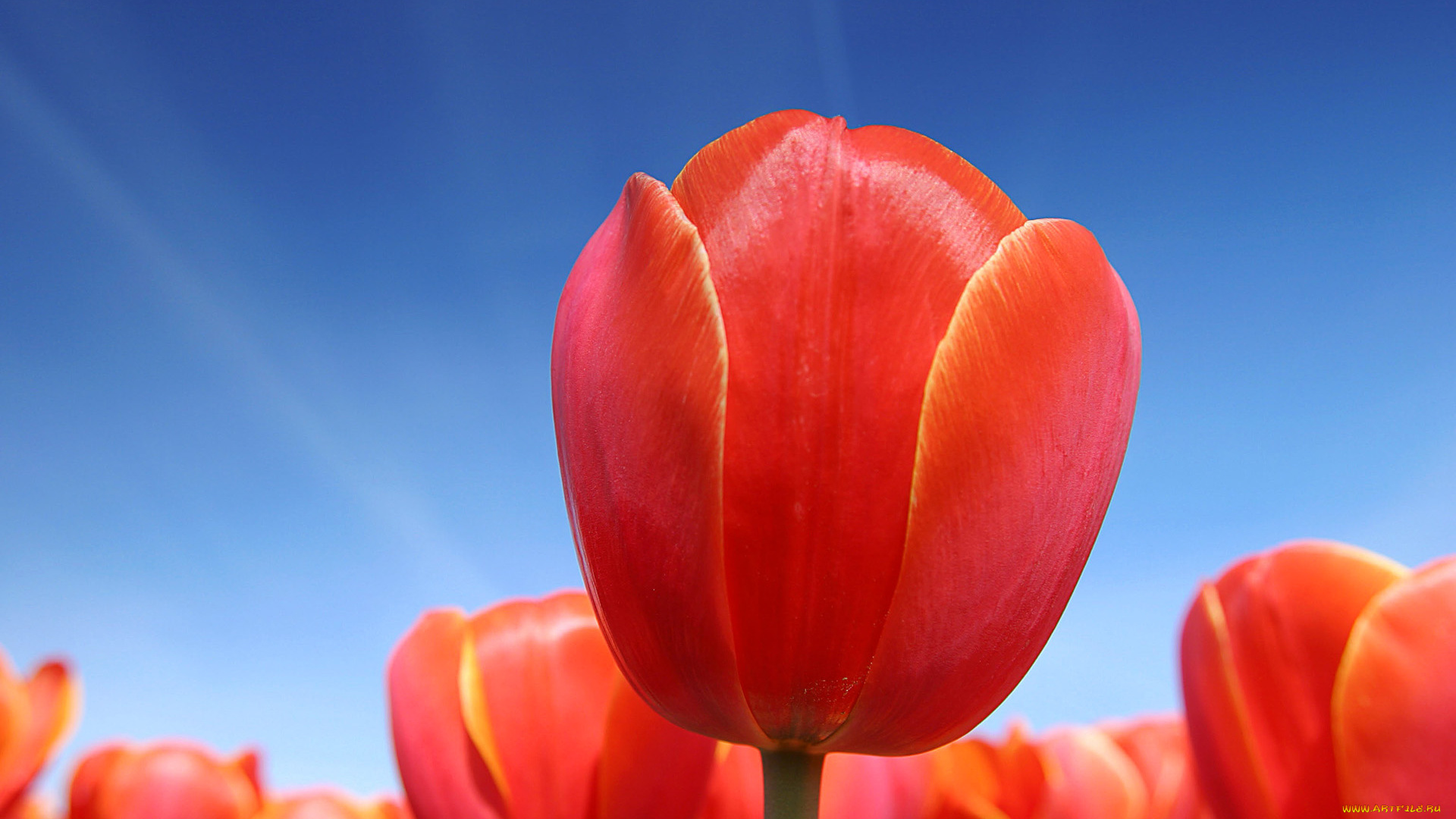 цветы, тюльпаны