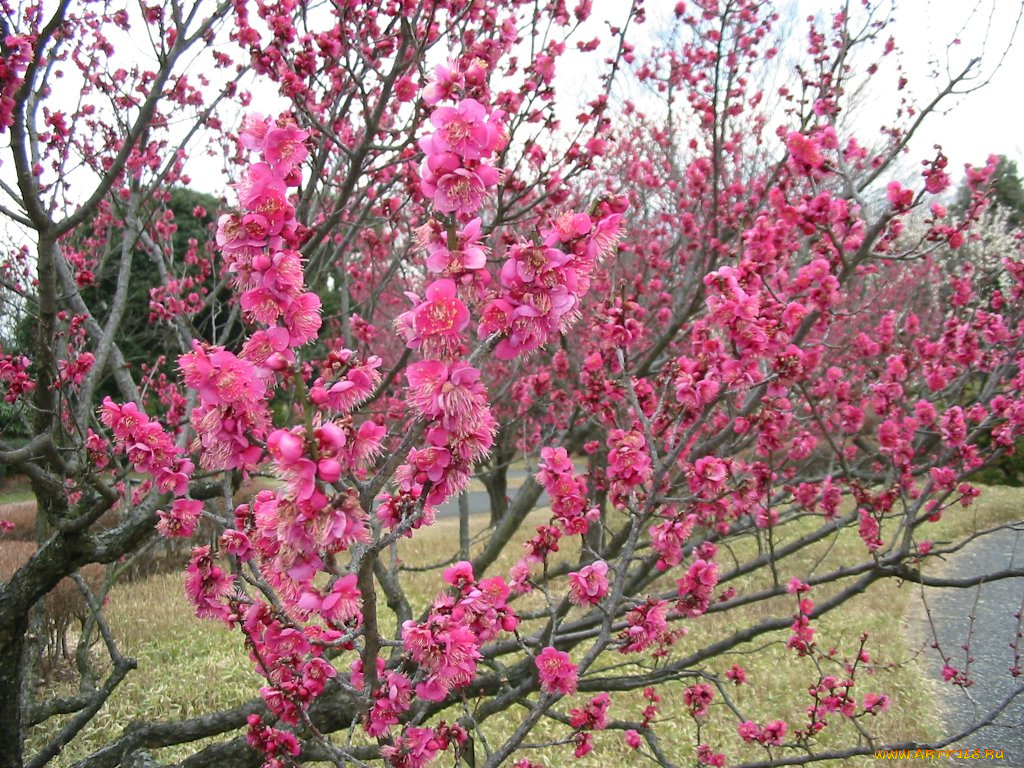 цветы, цветущие, деревья, кустарники