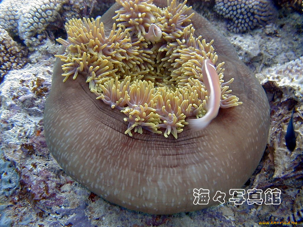 животные, морская, фауна