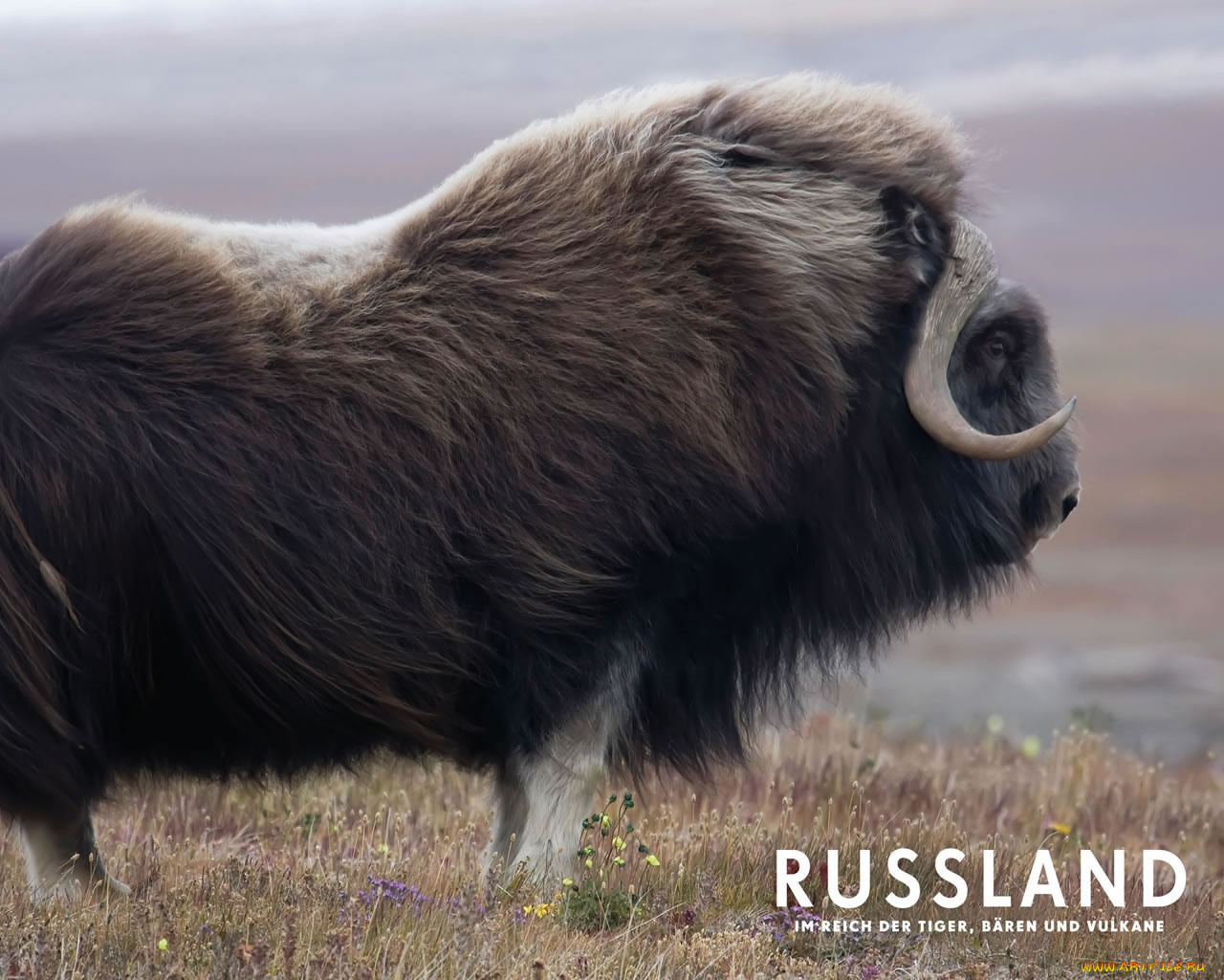 россия, царство, тигров, медведей, вулканов, кино, фильмы