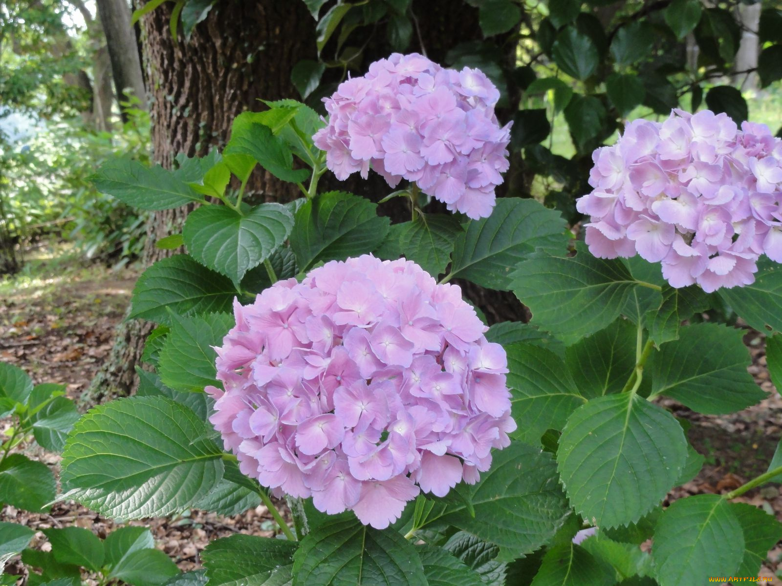 цветы, гортензия