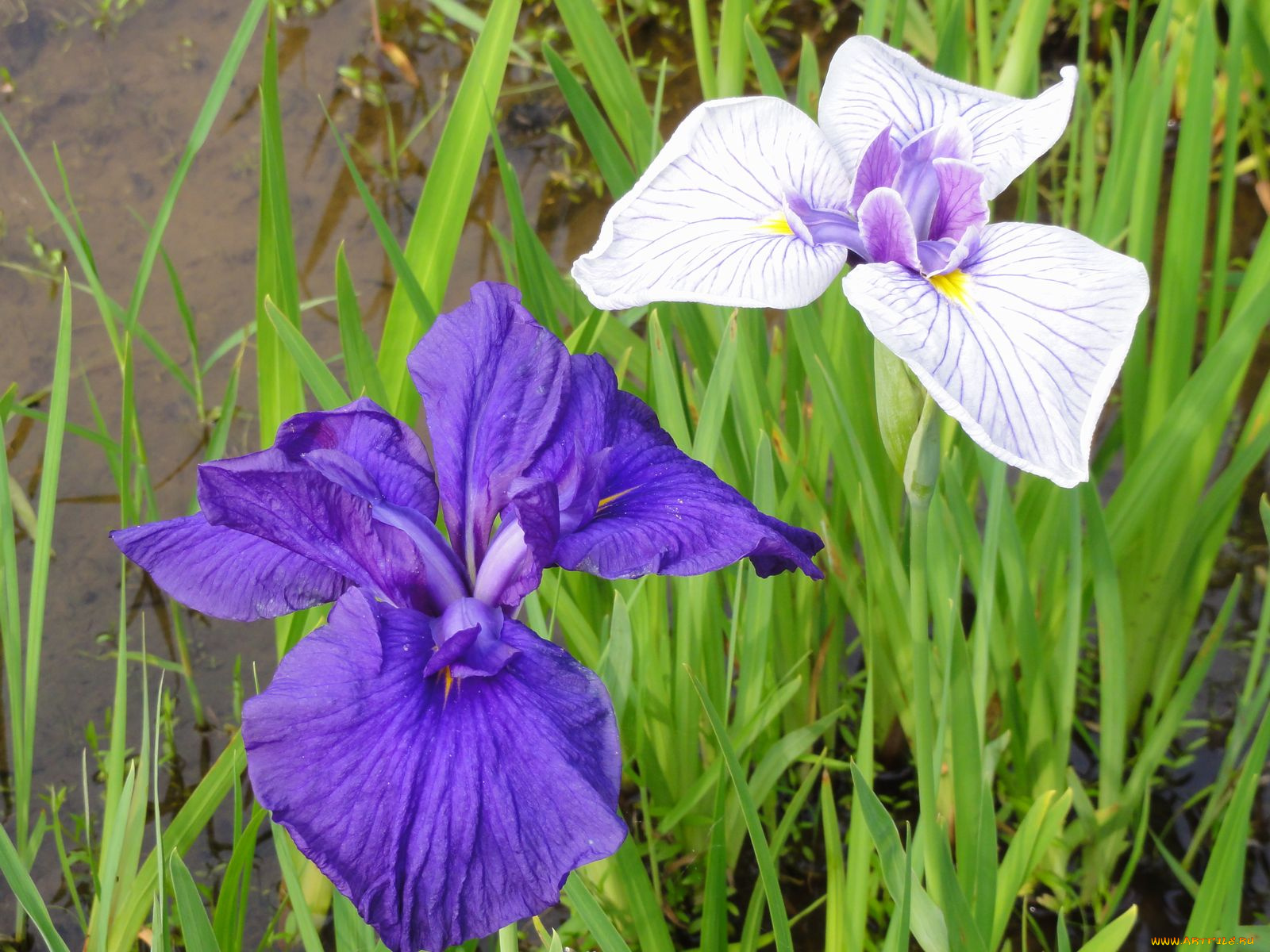 цветы, ирисы