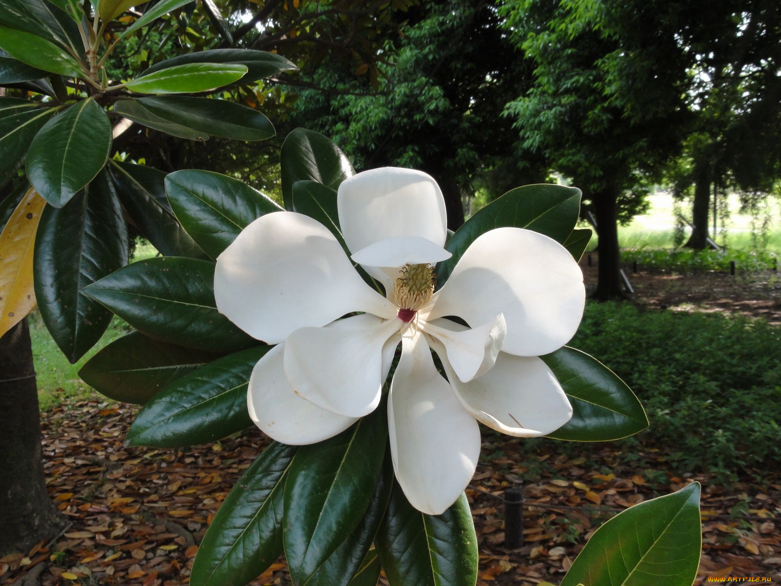 цветы, магнолии