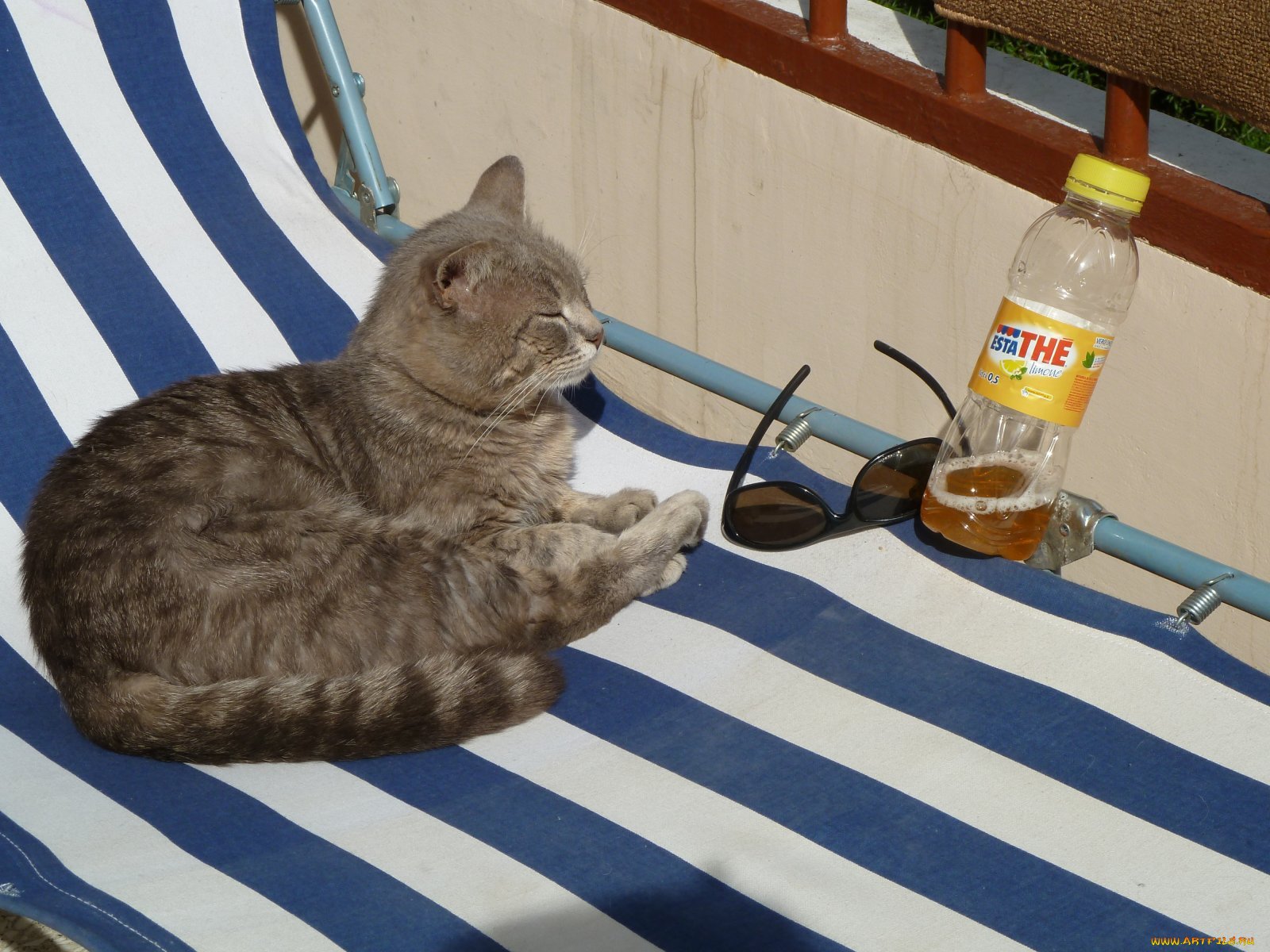 животные, коты