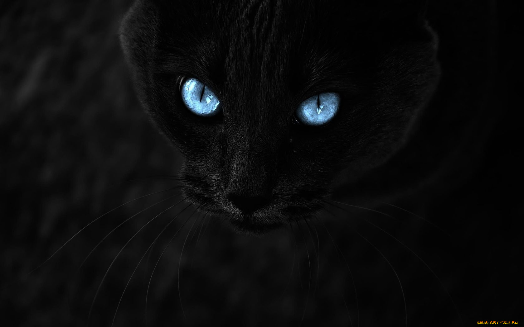 животные, коты, чёрный, кошка, кот