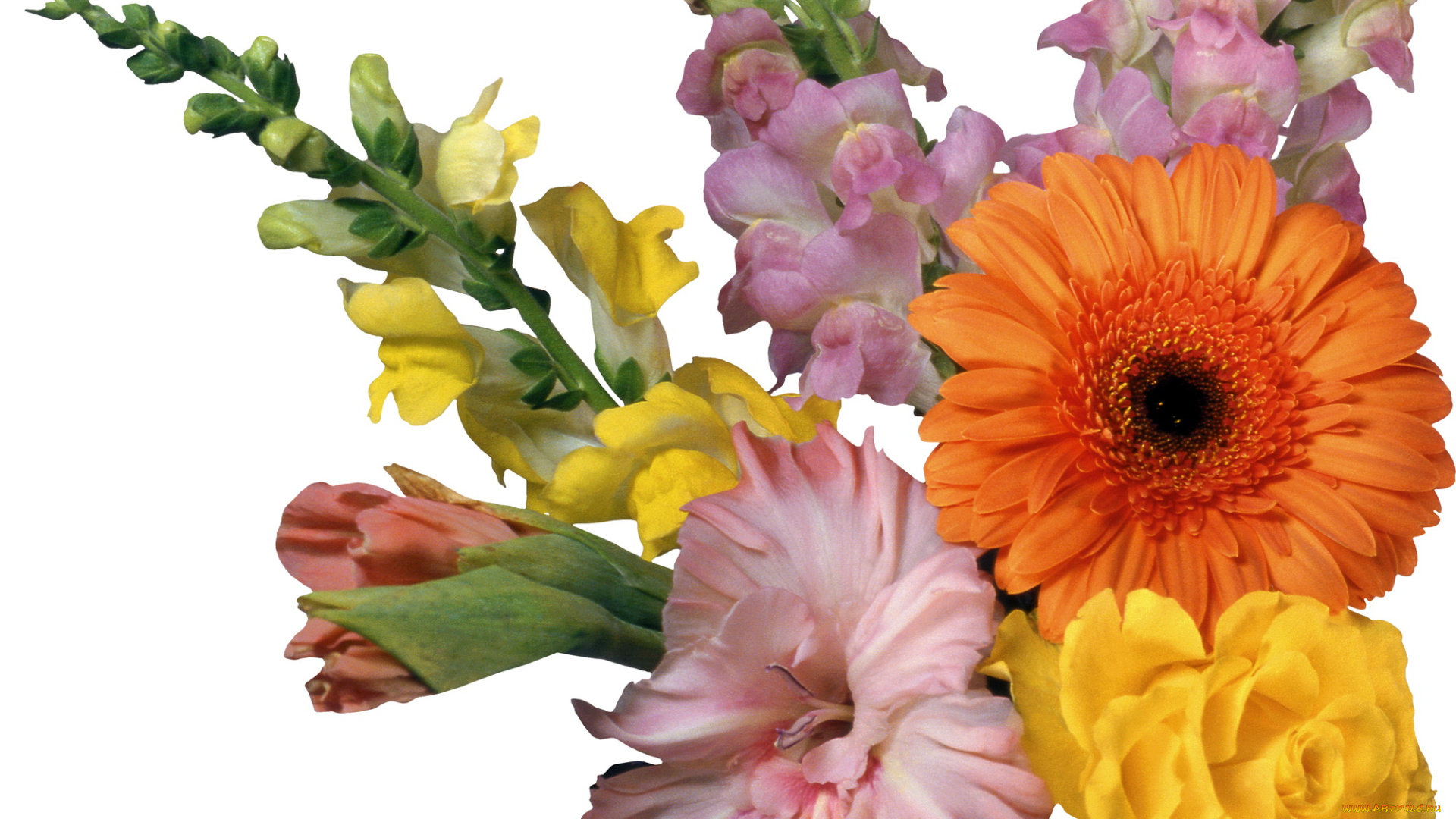 цветы, букеты, композиции, гербера, гладиолус, роза