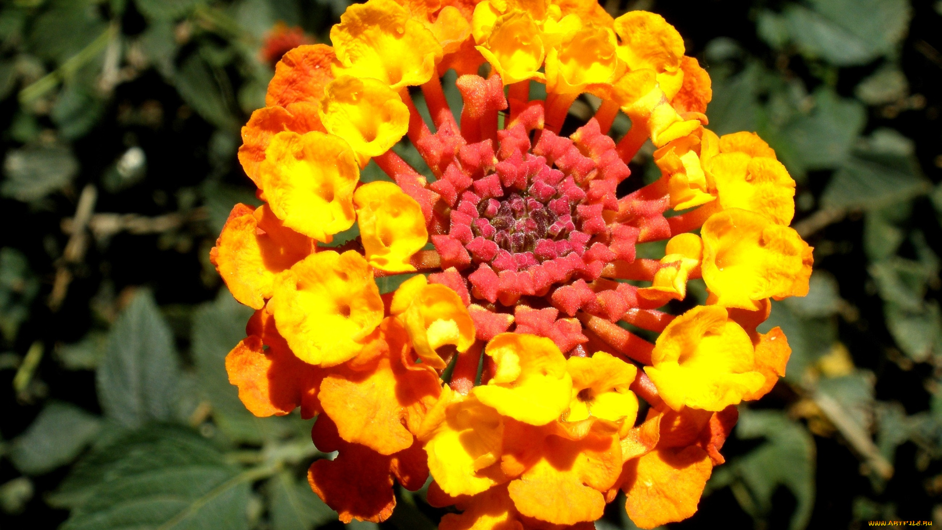 цветы, лантана, вербена, желтый, яркий