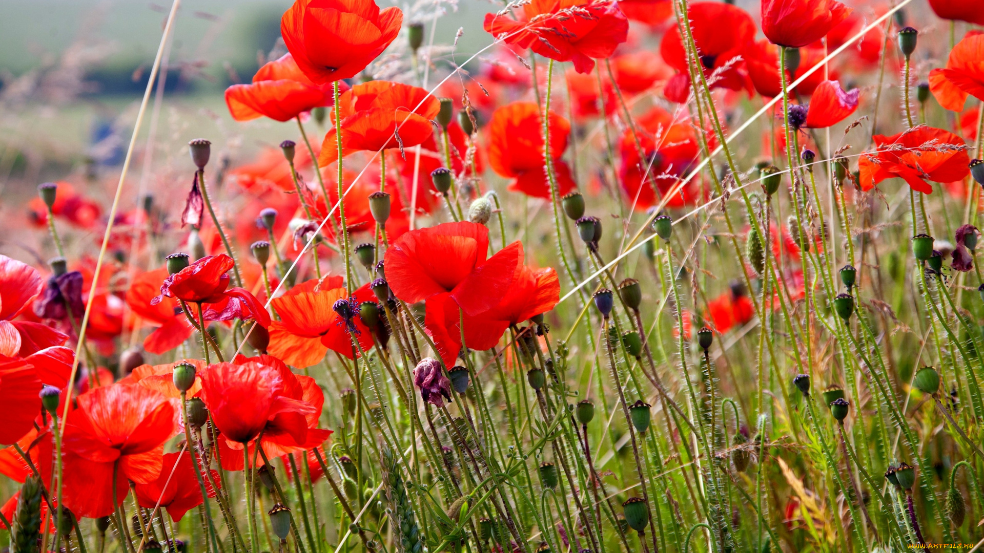 цветы, маки, много, красный