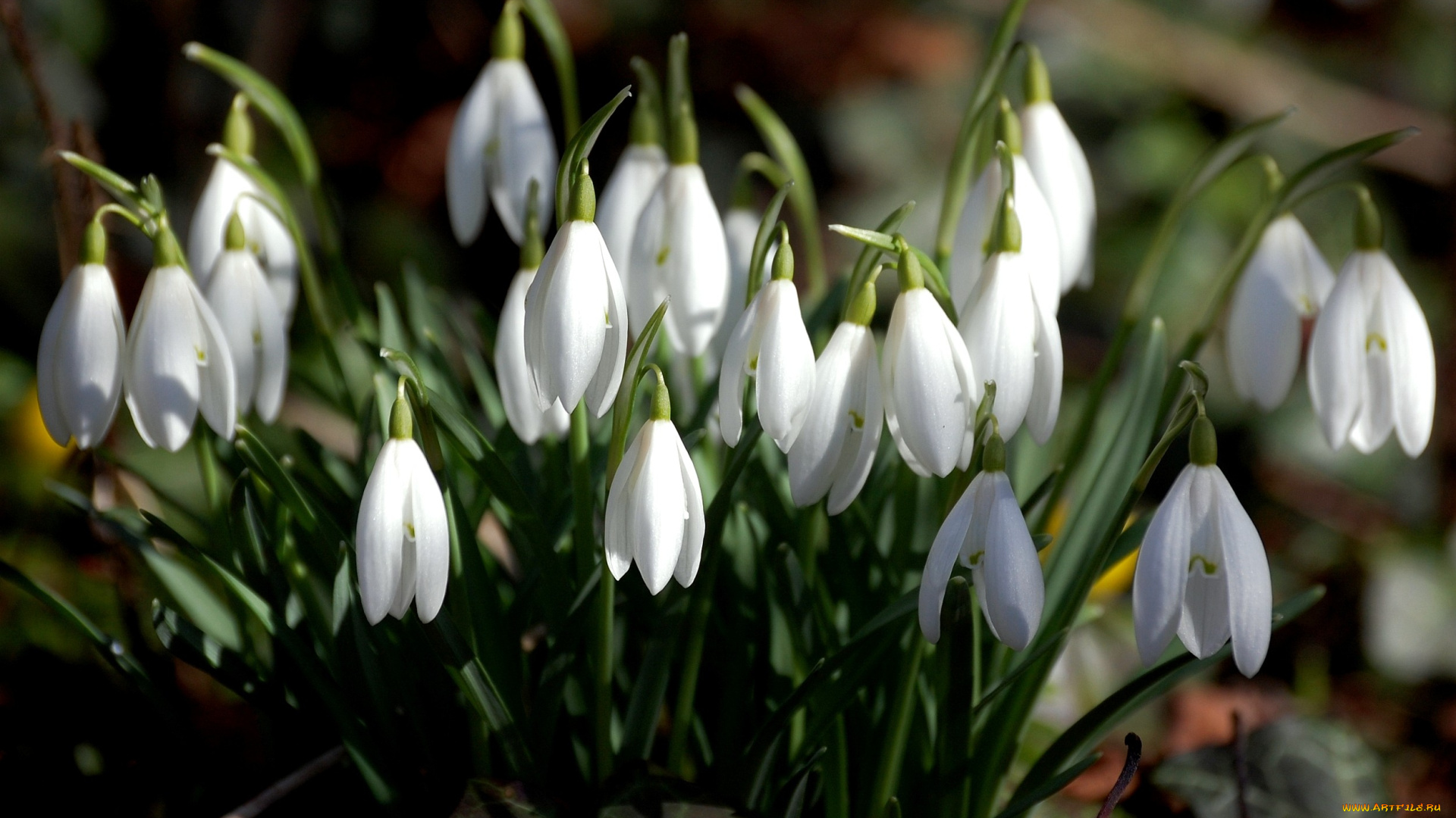 цветы, подснежники, белоцветник, весенний, белый