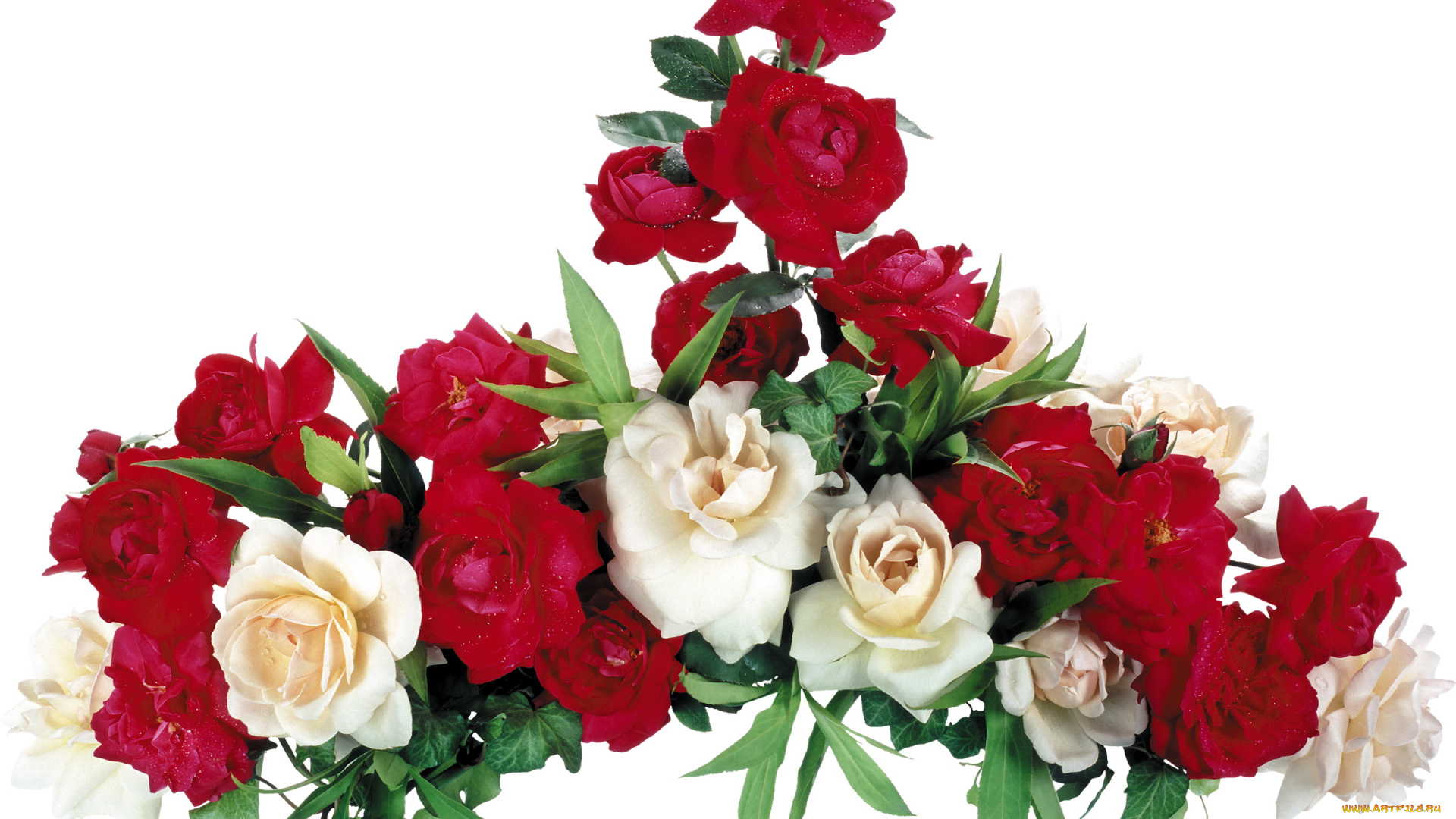 цветы, розы, красные, белые