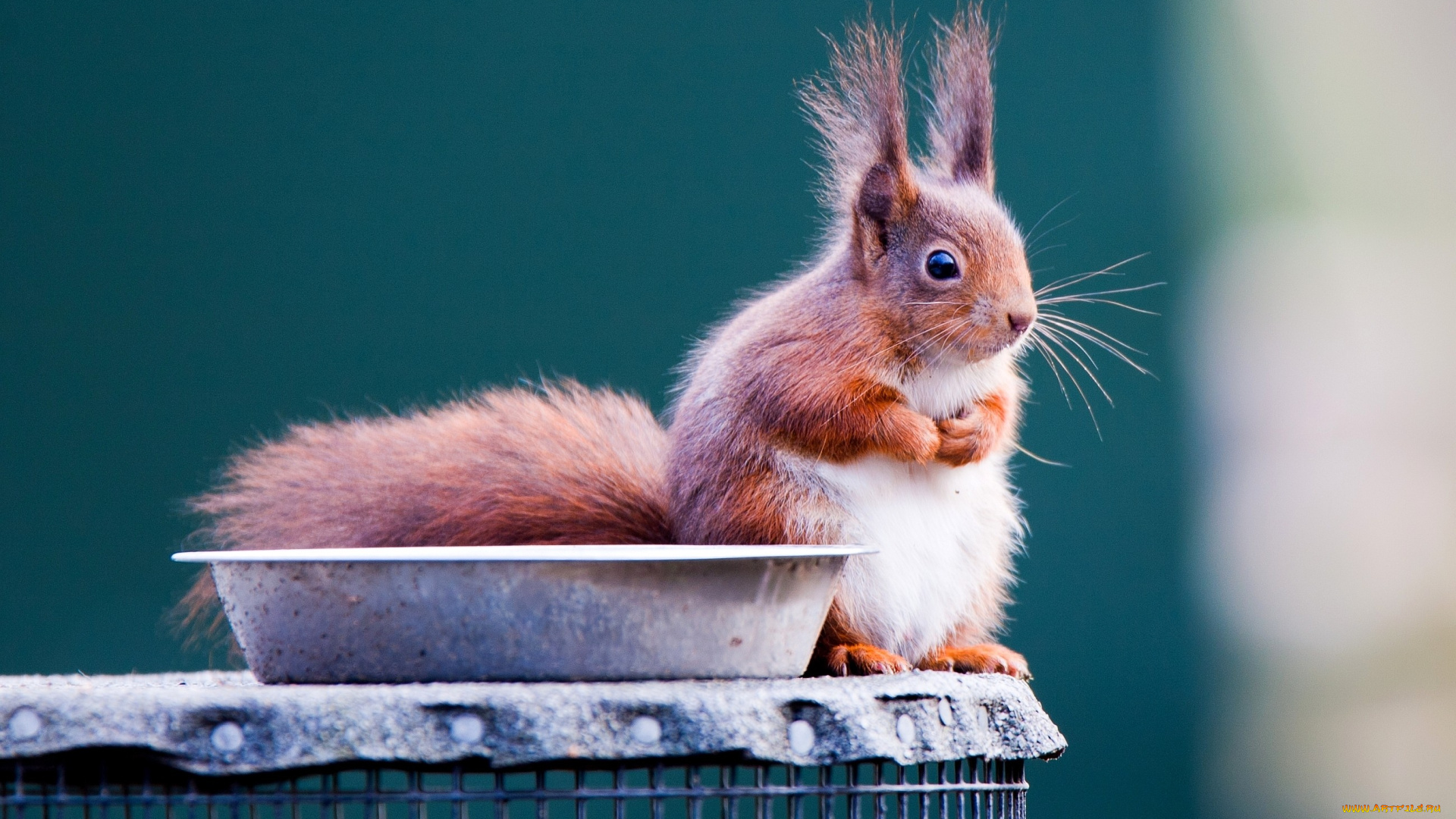 животные, белки, рыжий, маленький, хвост
