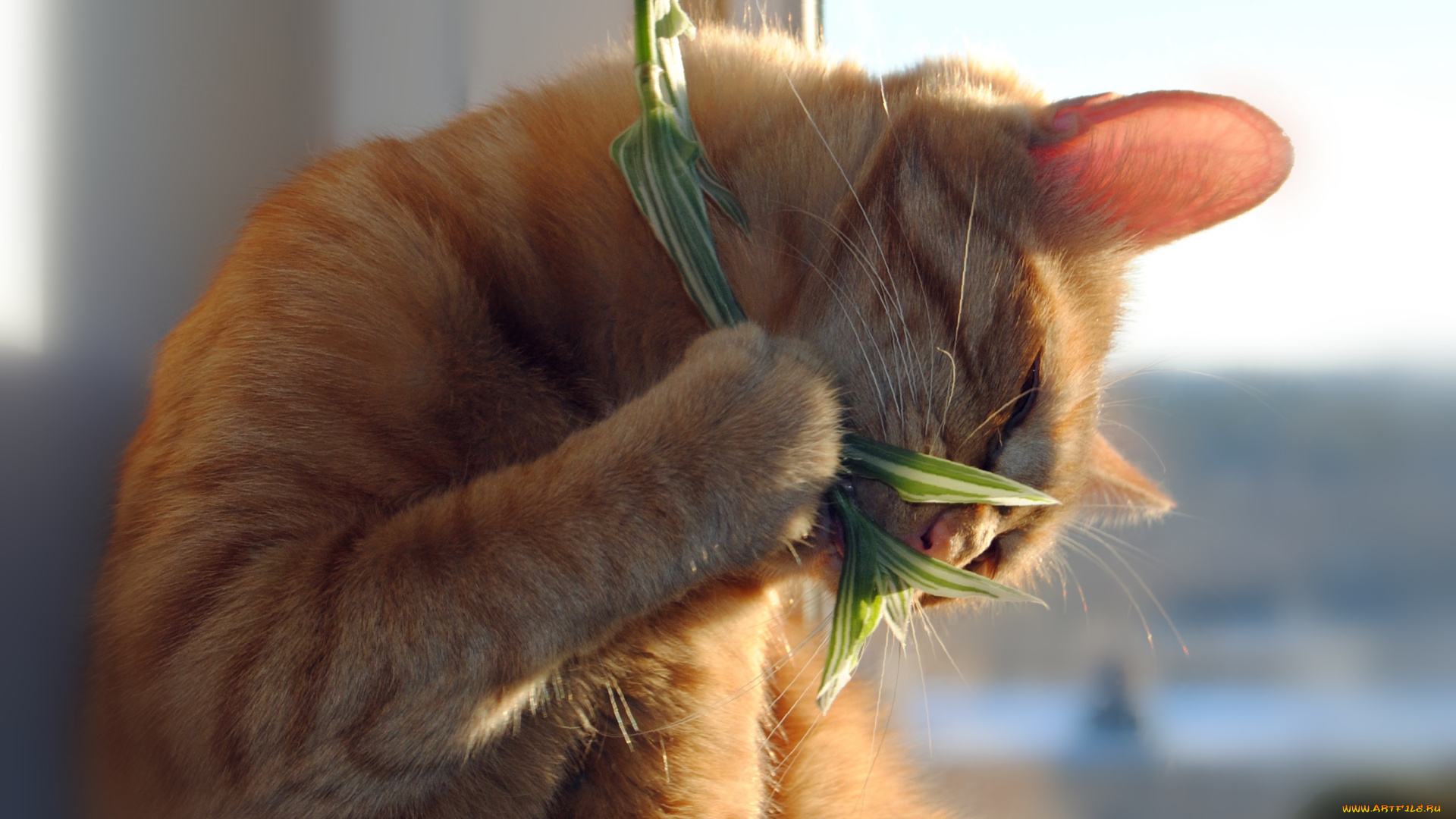 животные, коты, кошка, кот, растение