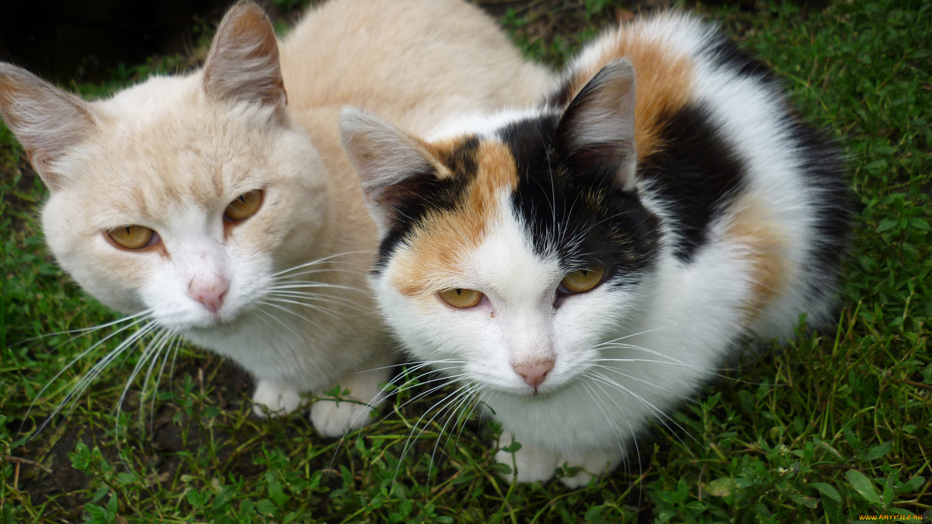 животные, коты, кошка, кот, взгляд, трава