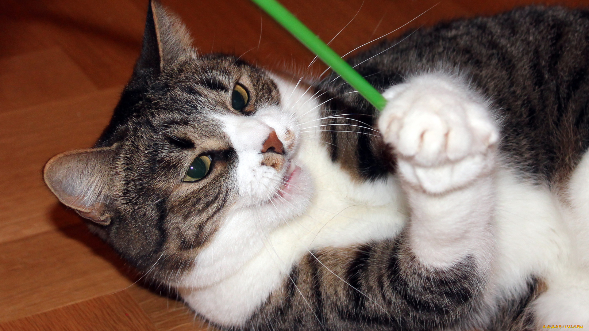 животные, коты, кот, кошка, палочка, игра