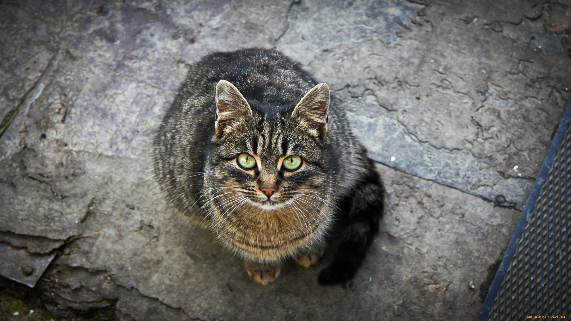 животные, коты, зелёные, глаза, кошка, взгляд