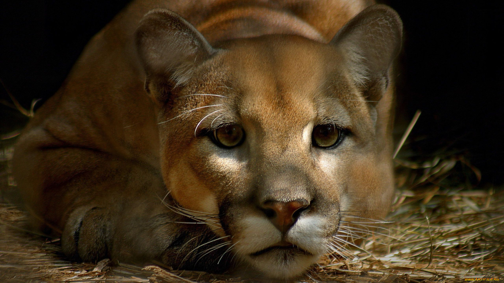 животные, пумы, взгляд, кугуар