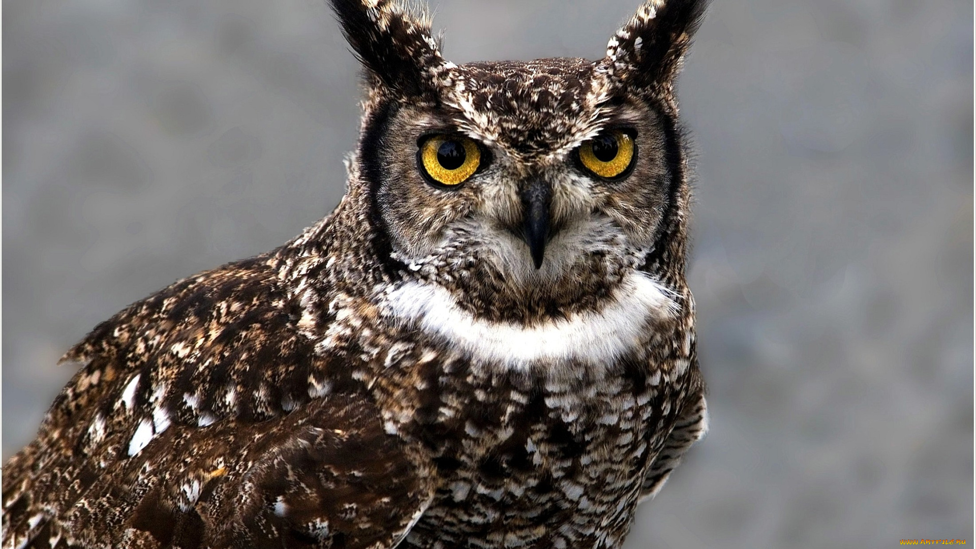 животные, совы, пестрый, глаза