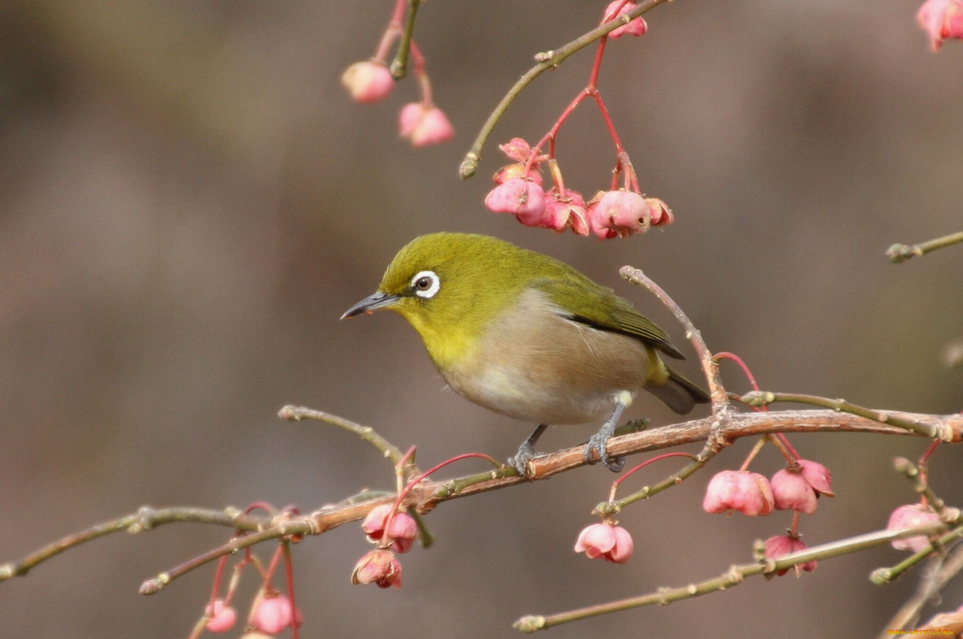 животные, белоглазки, цветы, ветка