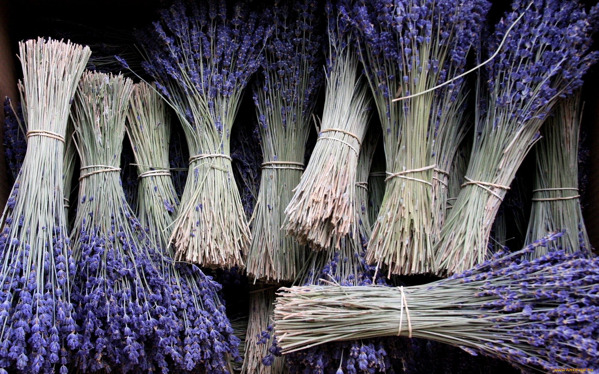 цветы, лаванда, фиолетовый, вязанки