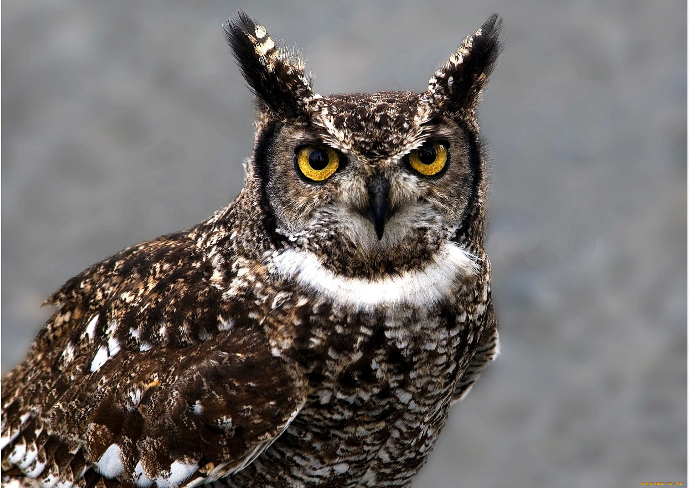 животные, совы, пестрый, глаза