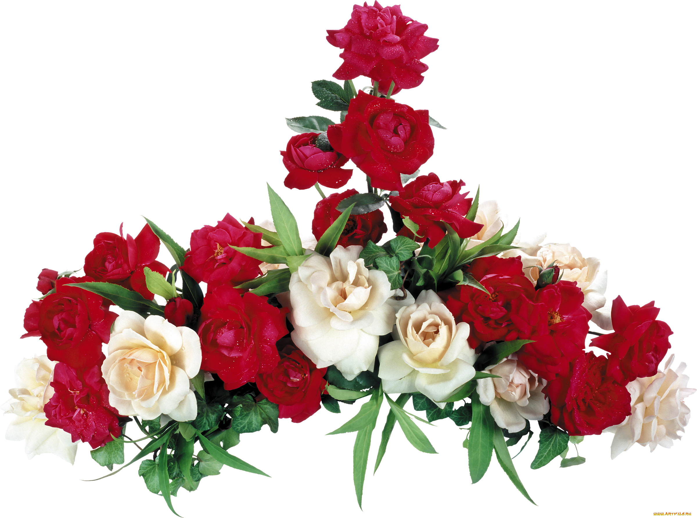цветы, розы, красные, белые