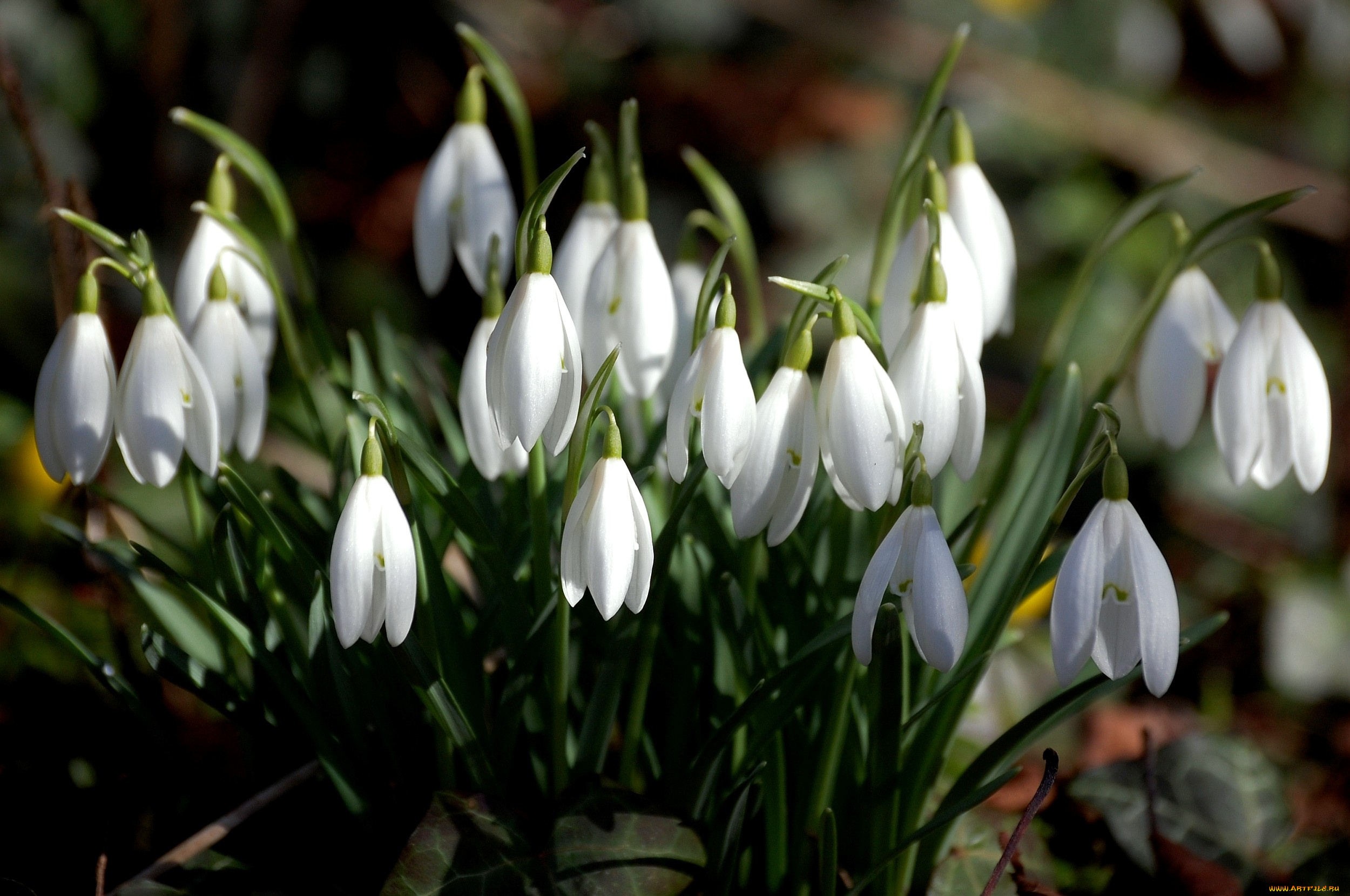 цветы, подснежники, белоцветник, весенний, белый