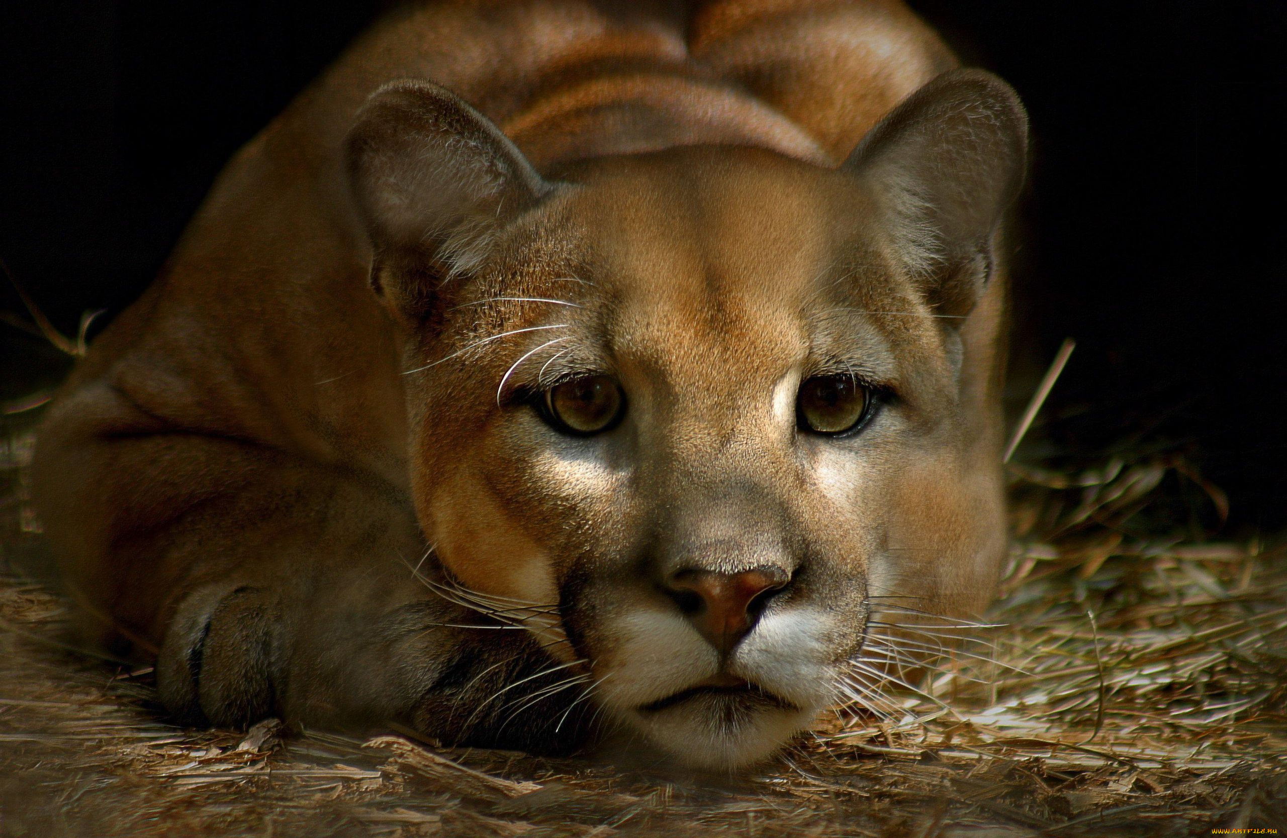 животные, пумы, взгляд, кугуар