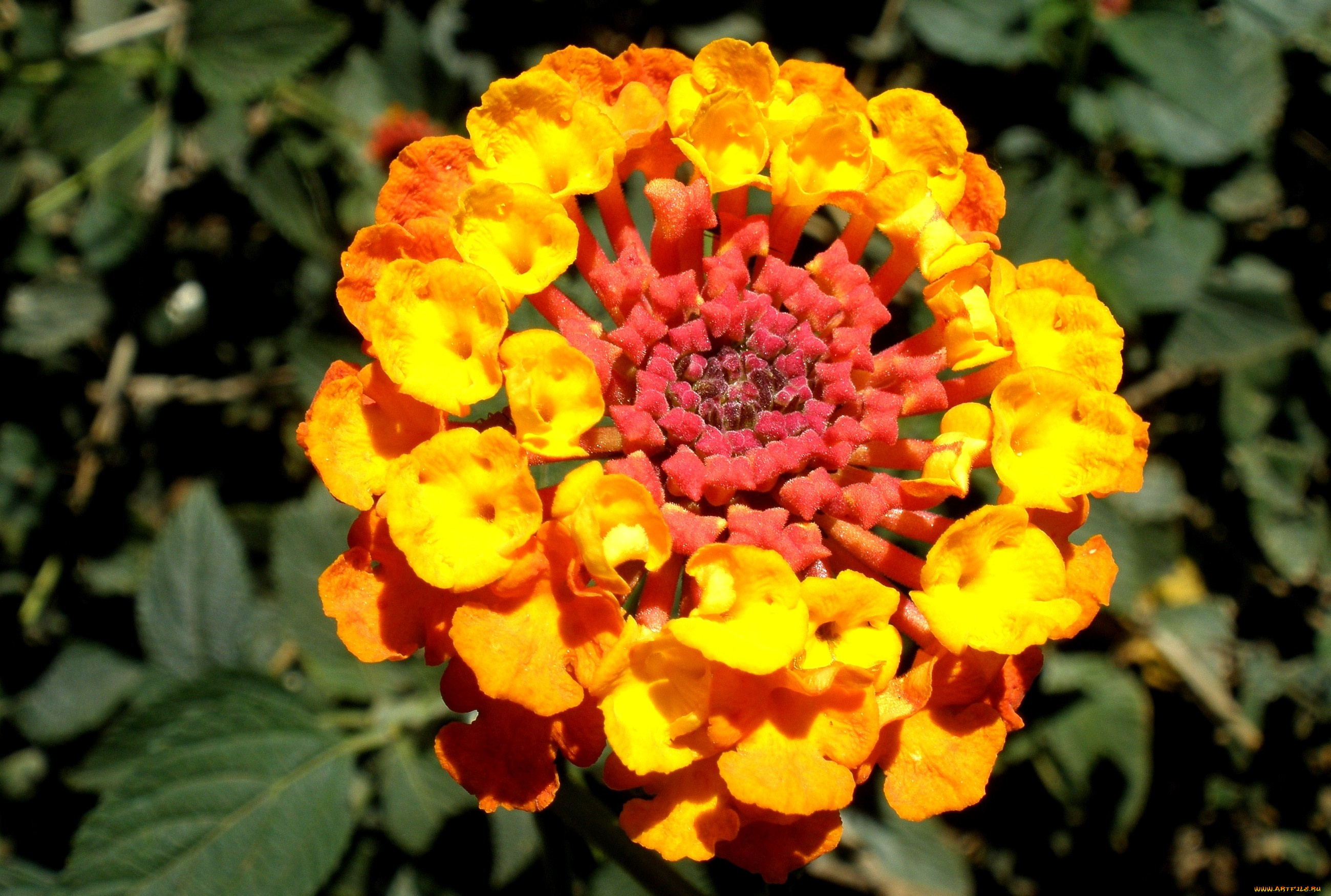 цветы, лантана, вербена, желтый, яркий