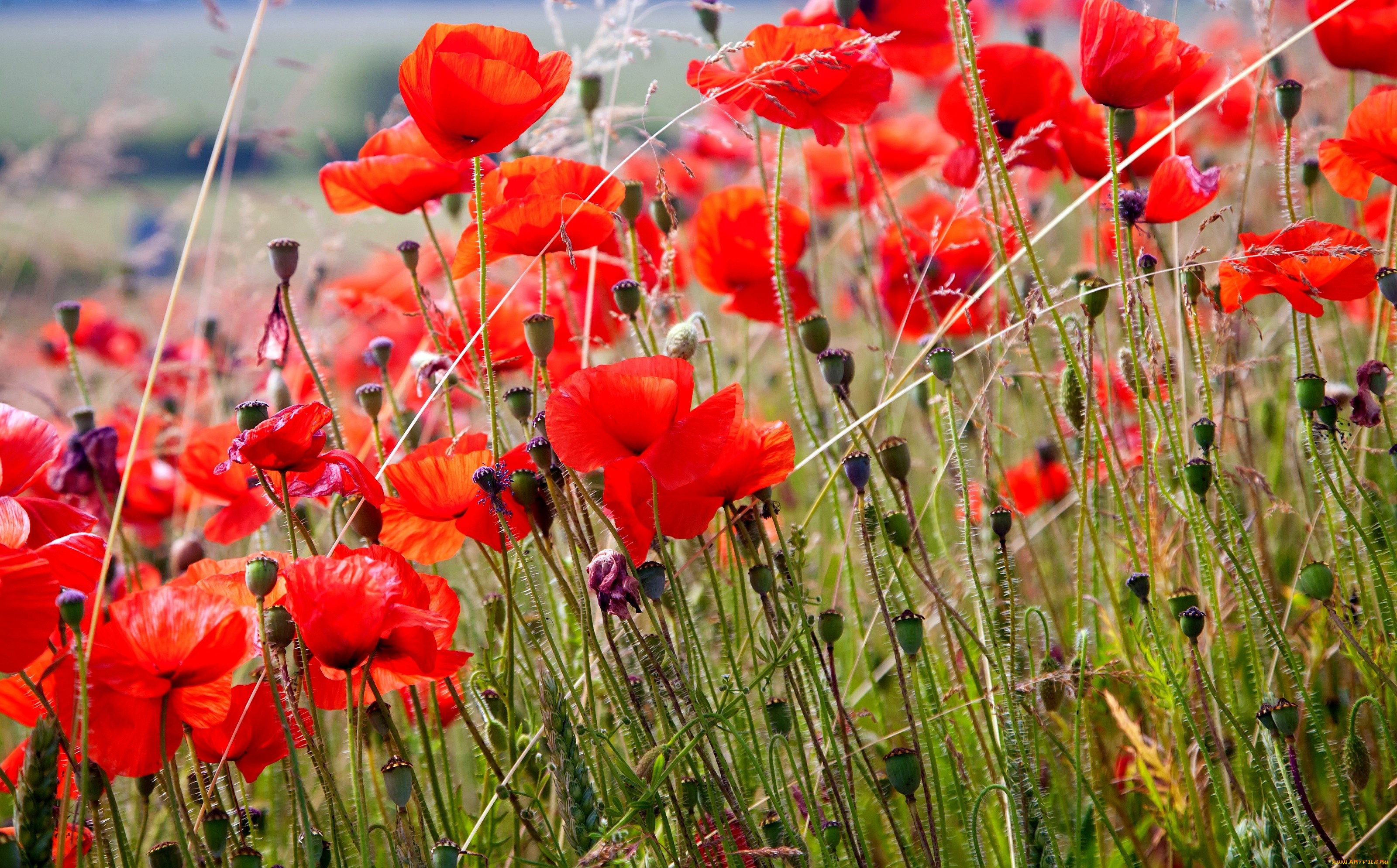 цветы, маки, много, красный