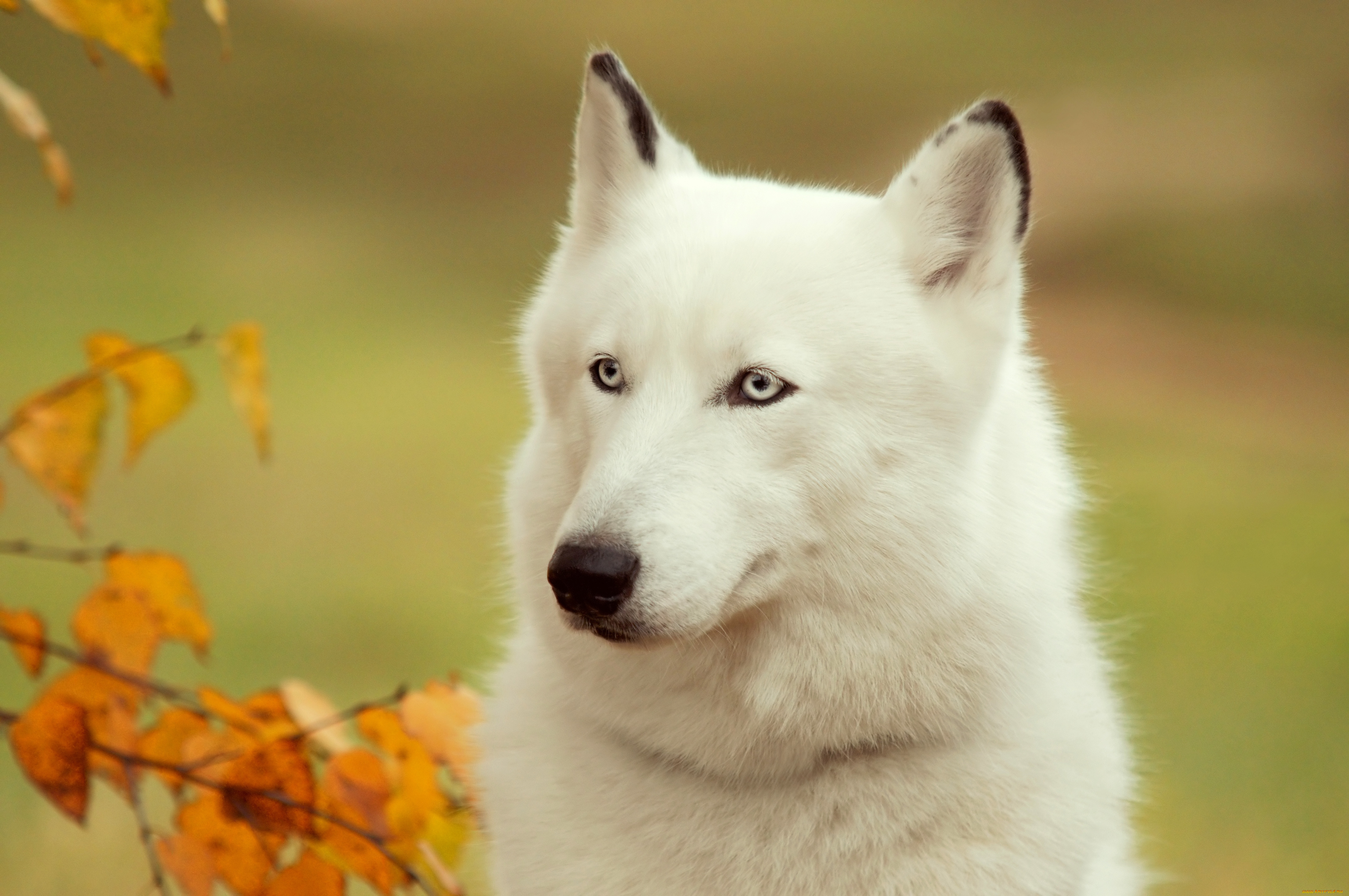 животные, собаки, хаски, собака