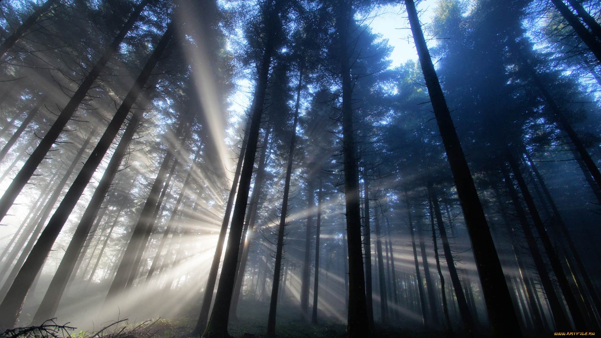 природа, лес, лучи, деревья