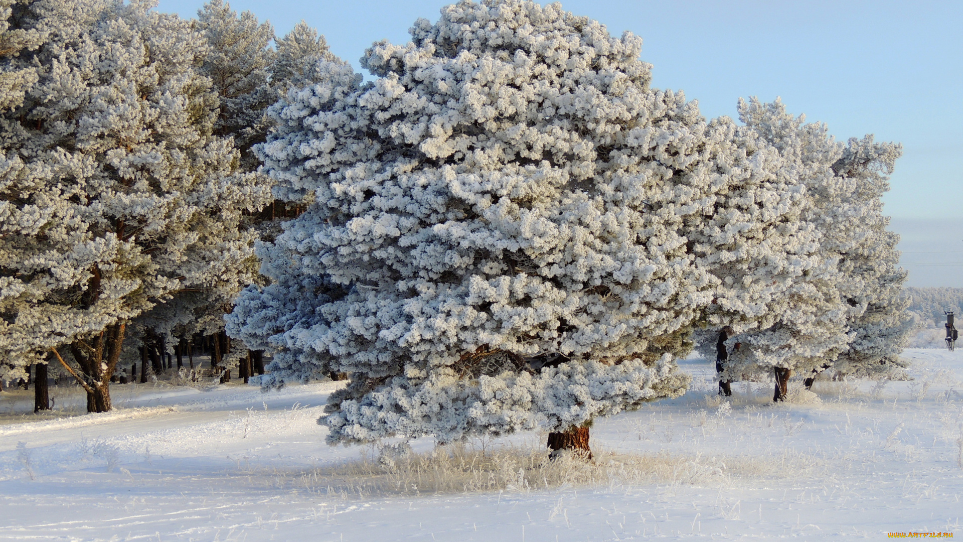 природа, зима, лес, снег