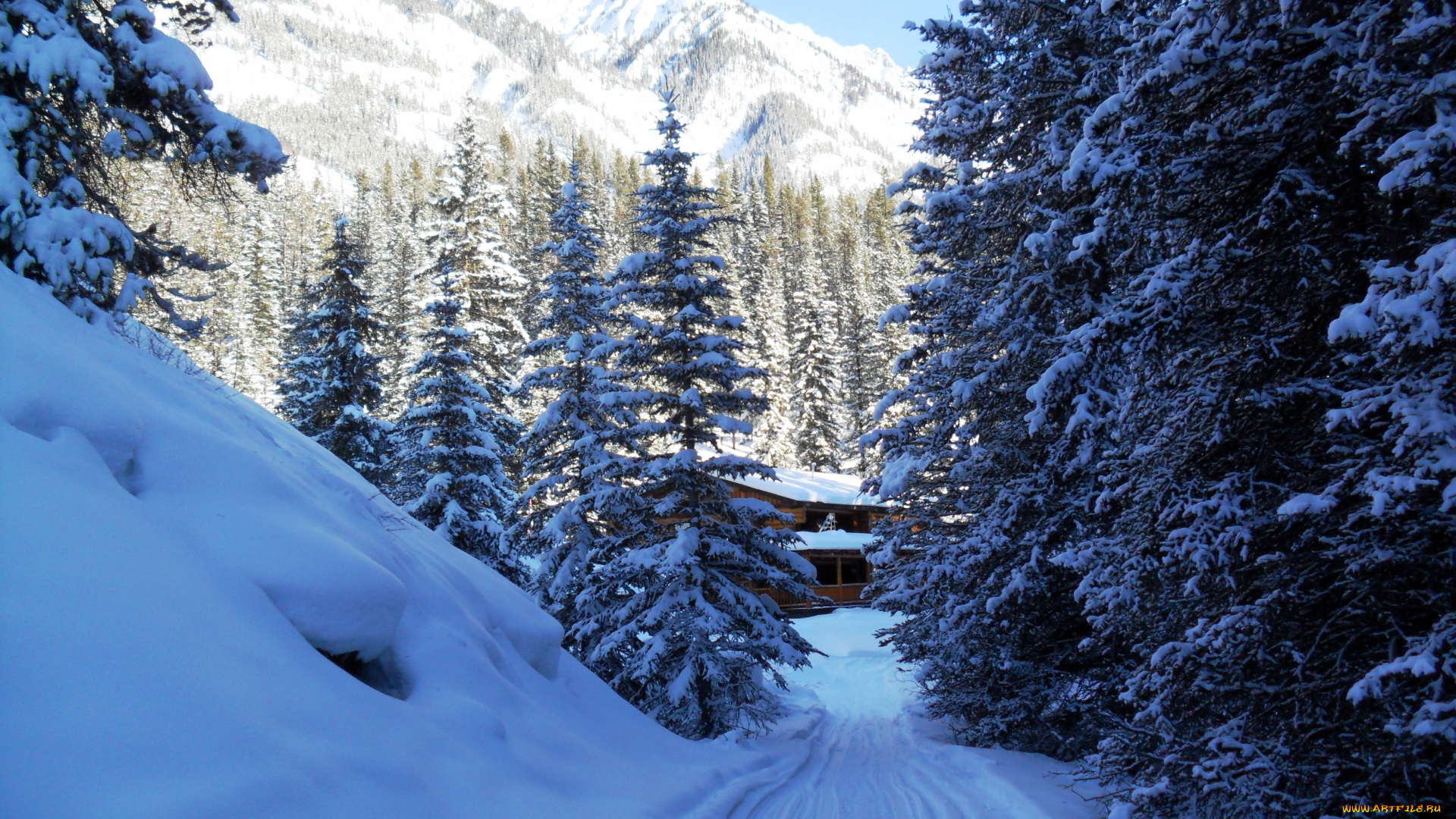 природа, зима, снег, лес