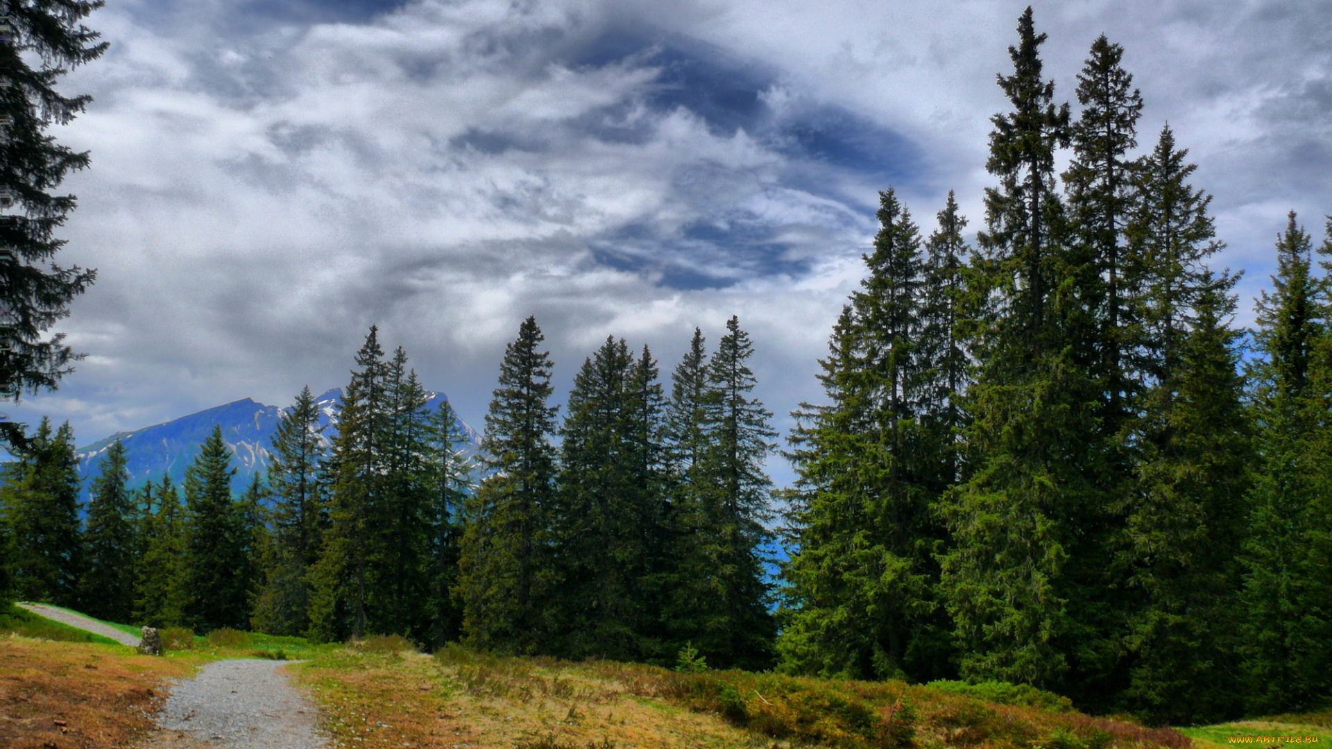 швейцария, берн, природа, дороги, лес, дорожка