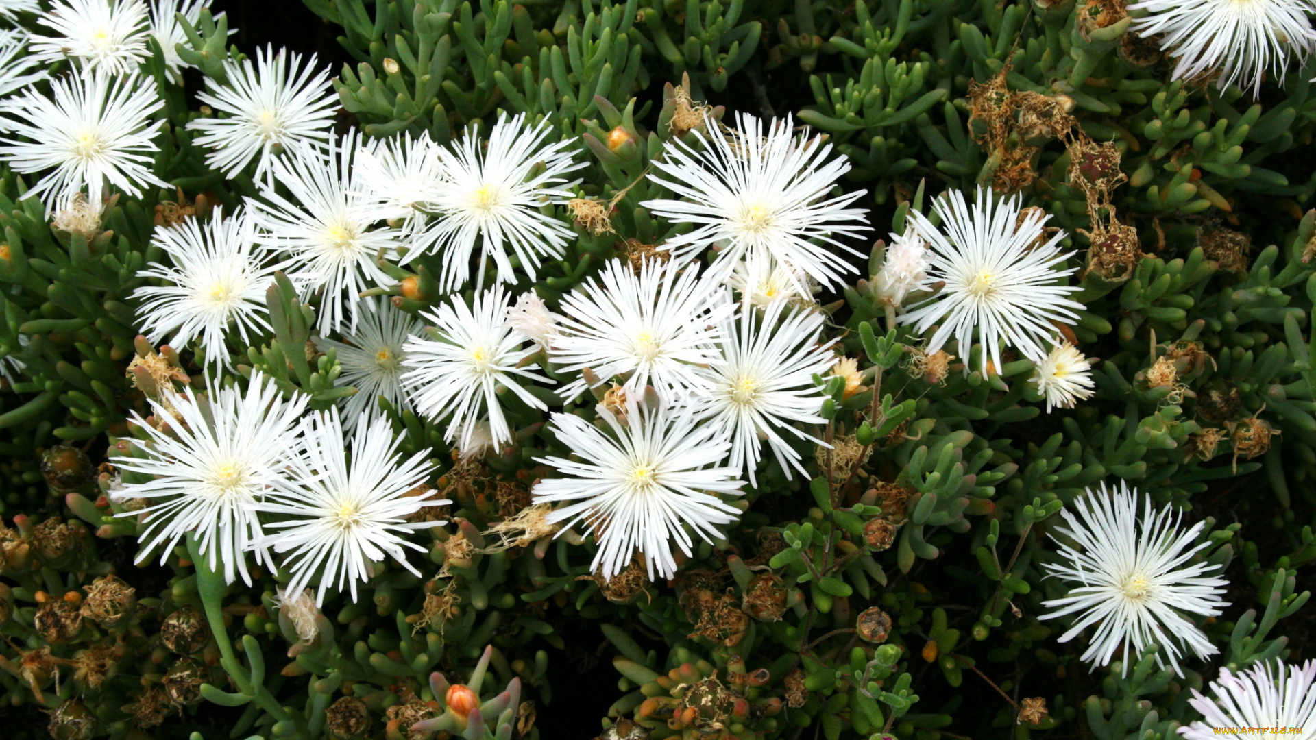 цветы, аизовые, белые, мезембриантемум, ливингстон, ромашки