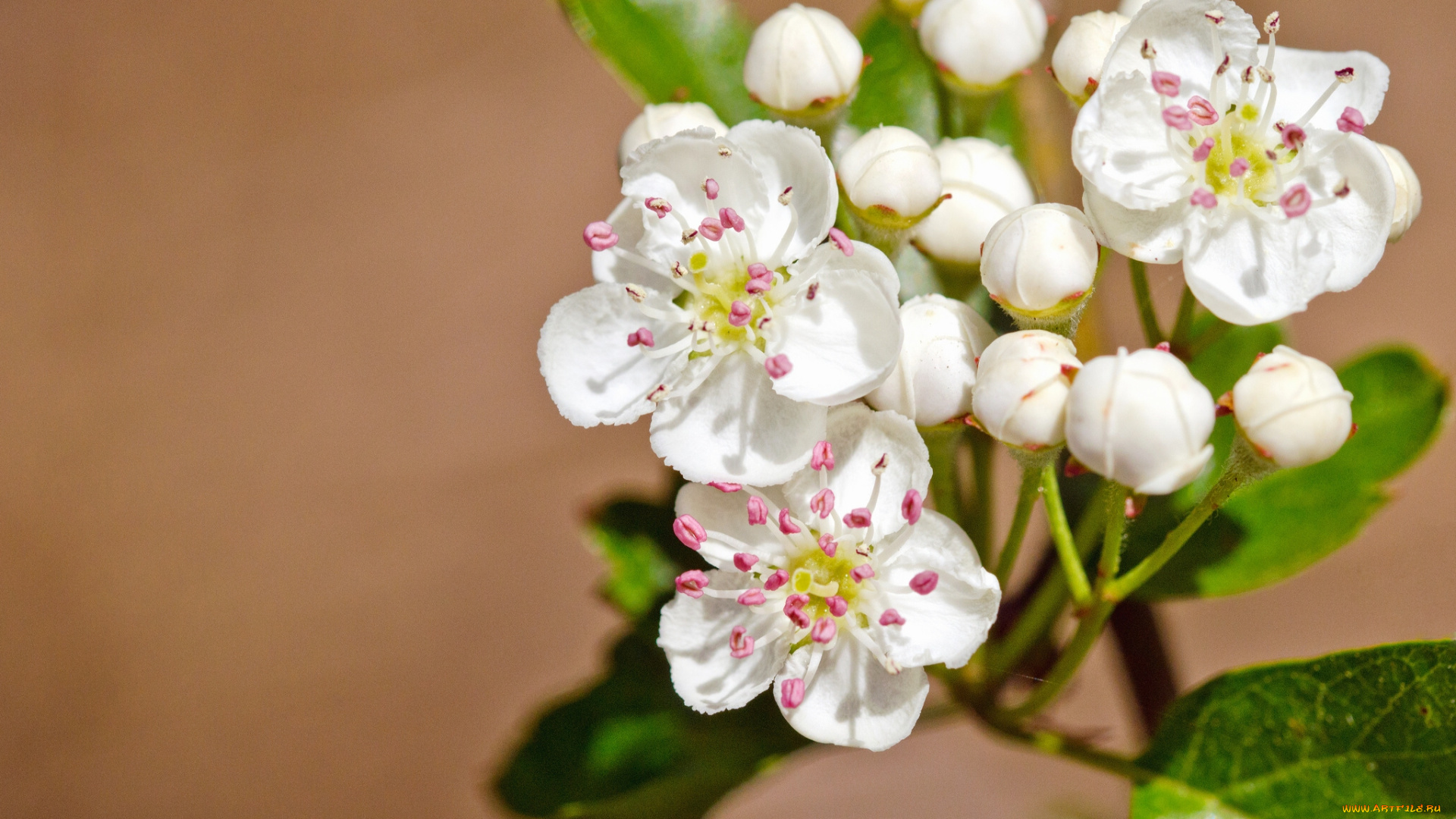 цветы, цветущие, деревья, , , кустарники, боярышник, макро, бутоны, цветение