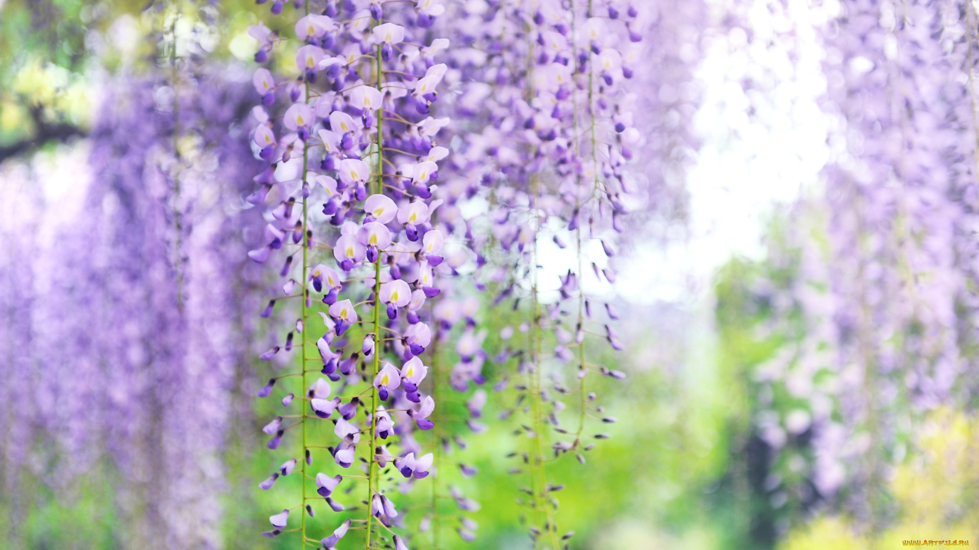 цветы, глициния, вистерия
