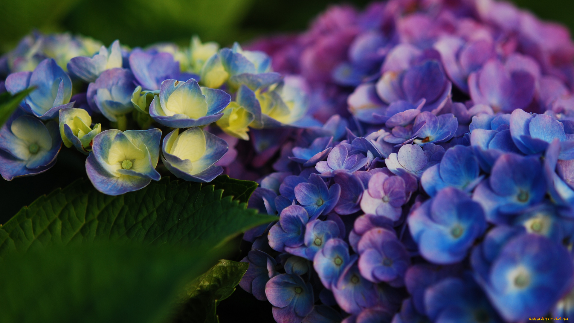 цветы, гортензия, соцветие, макро
