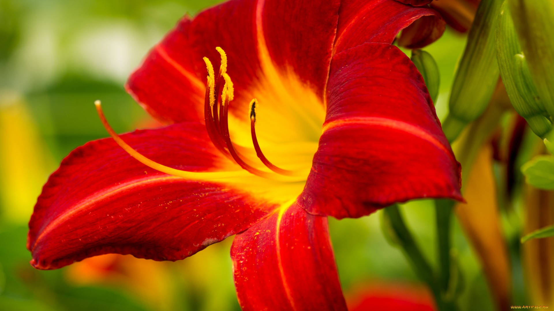 цветы, лилии, , лилейники, макро, лепестки, лилия