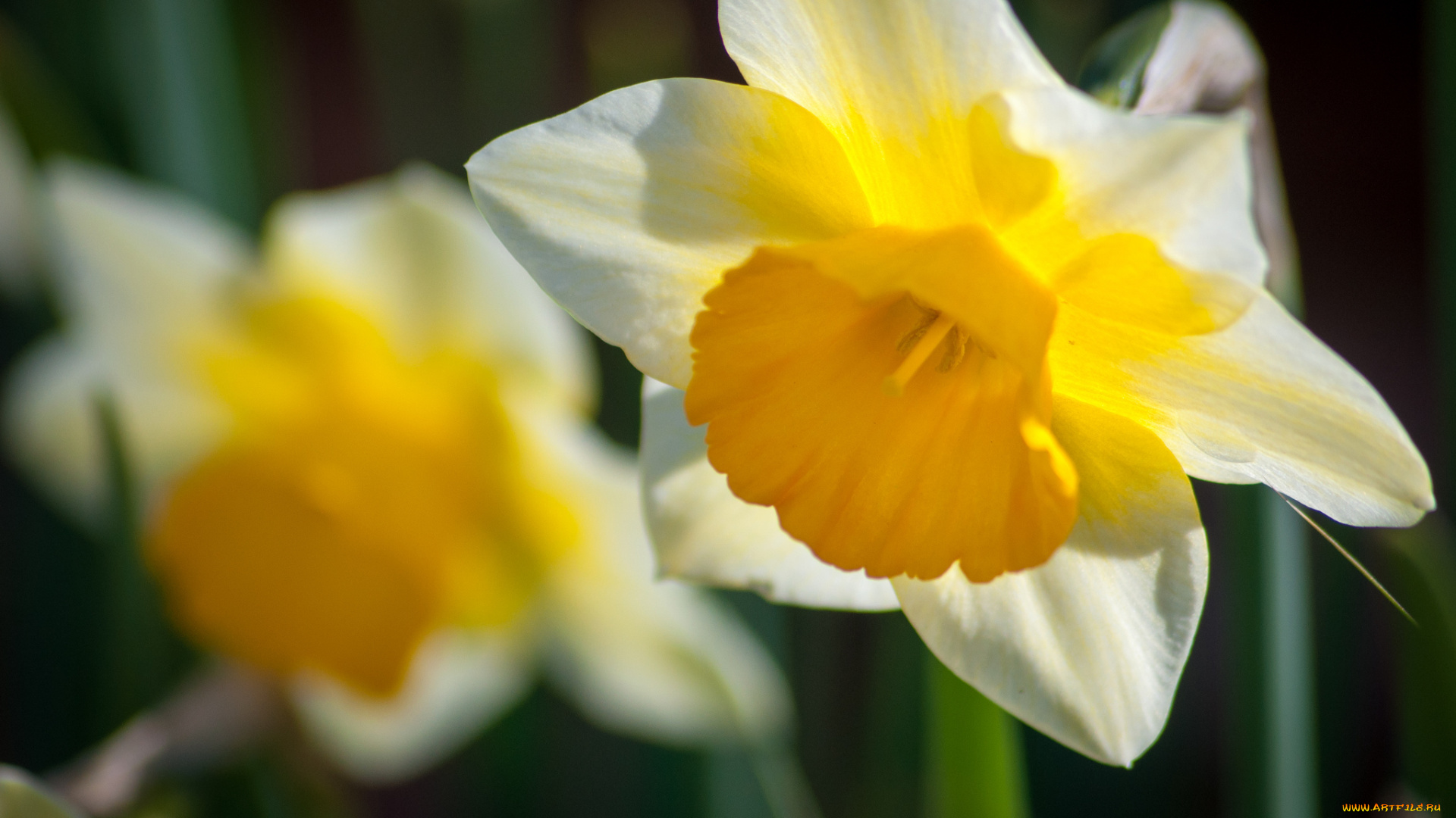 цветы, нарциссы, макро, нарцисс